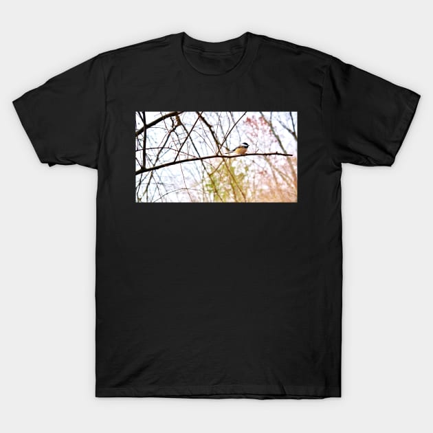 Black Capped Chickadee T-Shirt by 1Redbublppasswo